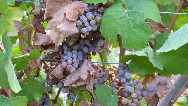 Free Vineyard Grapes photo and picture