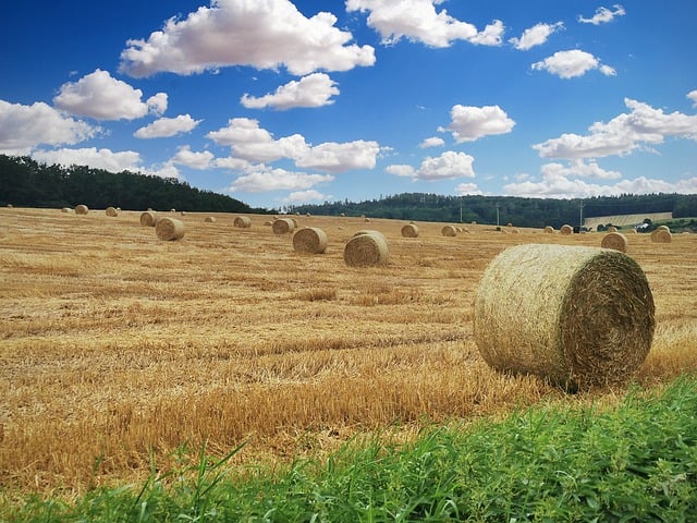 Free field straw heaven illustration