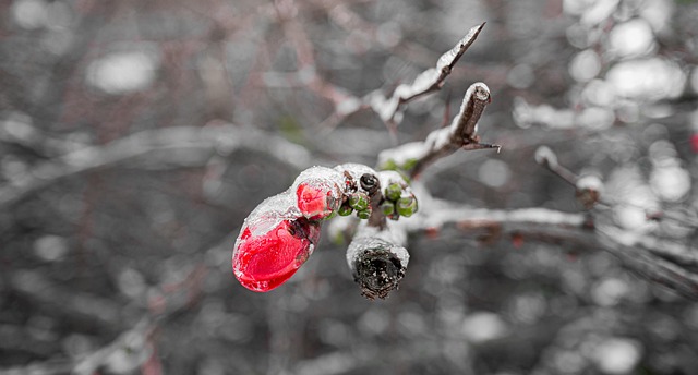 Blütenknospen, Schnee, Winter, Blüte