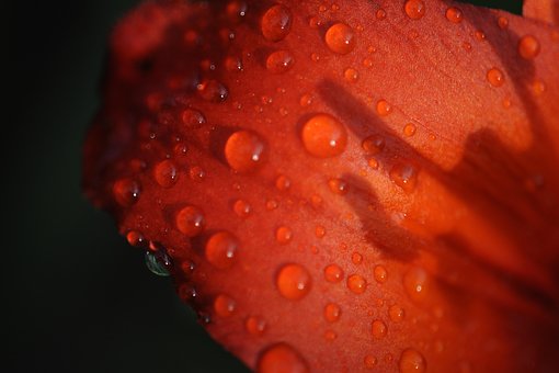 Makro, Blomst, Natur, Have, Flora