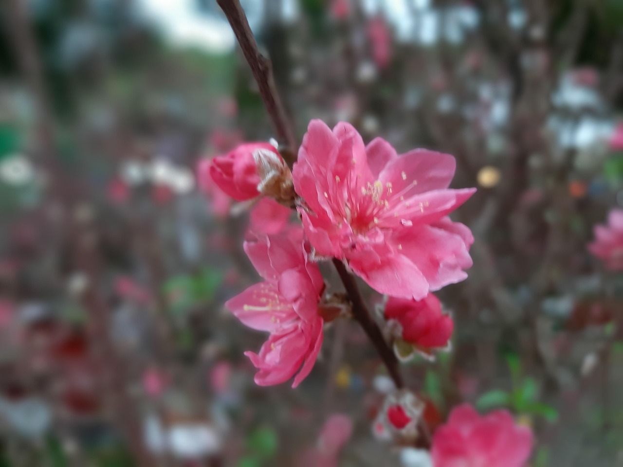 Tet Spring Flower - Free photo on Pixabay - Pixabay