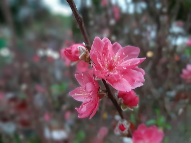 Tet Spring Flower - Free photo on Pixabay - Pixabay