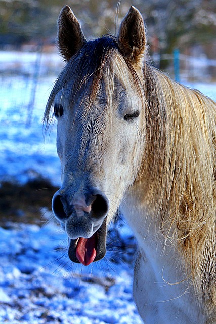 Free Horse Mould photo and picture