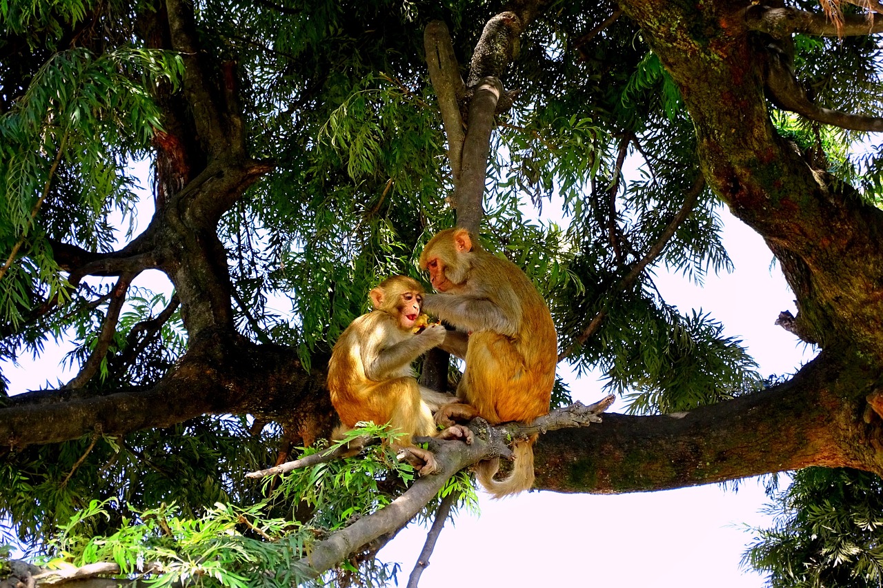 Wood Monkeys Monkey Free photo on Pixabay Pixabay