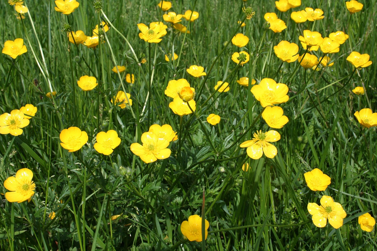 Buttercups Flowers Free Photo On Pixabay Pixabay