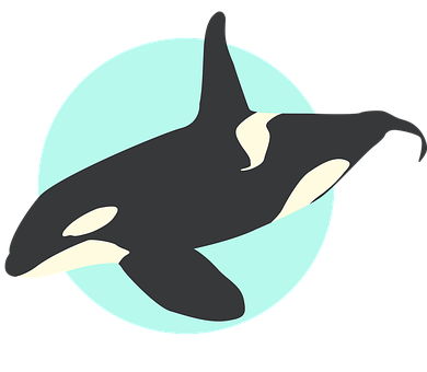 Free Whale Orca illustration and picture