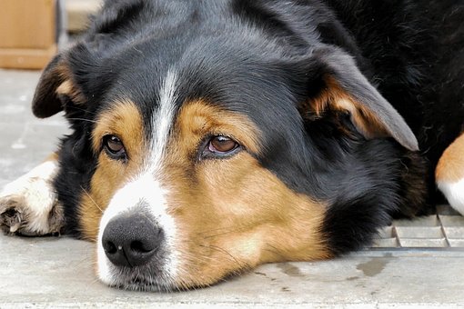 Free Dog Domestic Animal photo and picture