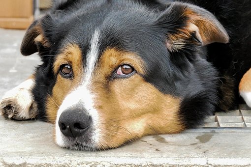 Free Dog Domestic Animal photo and picture