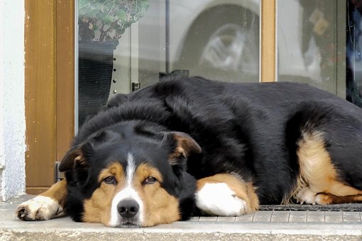 Free Dog Pet photo and picture
