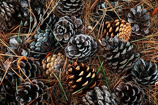 Free Pine Cones Fall photo and picture