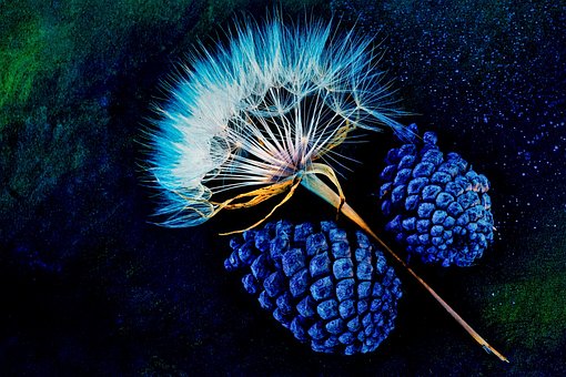 Free Pine Cones Dandelion photo and picture