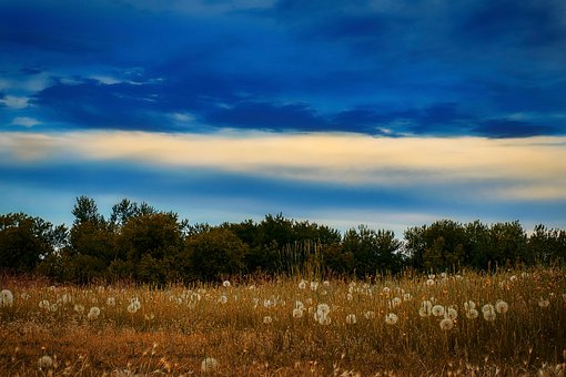 Free Dandelions Field photo and picture