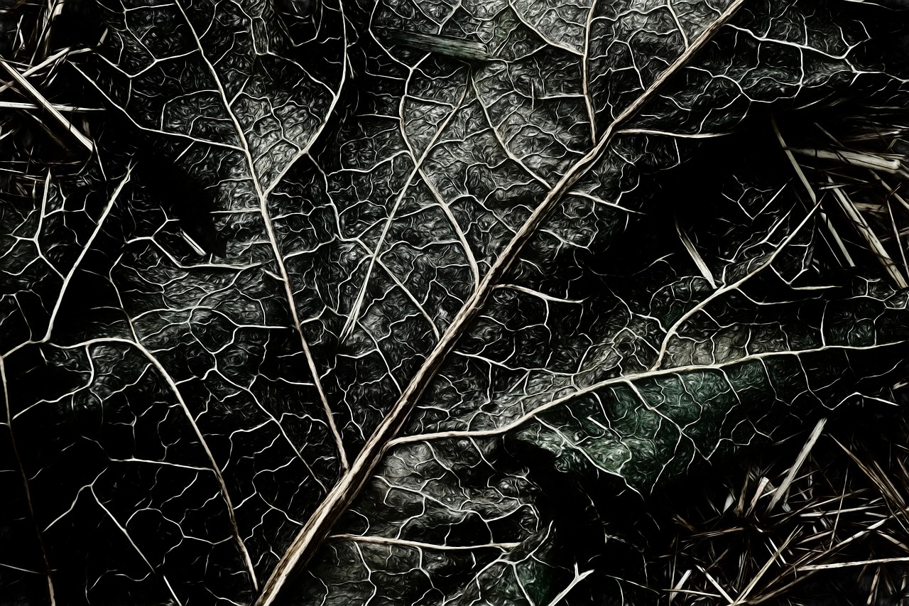 Leaf Black And White Abstract - Free photo on Pixabay - Pixabay