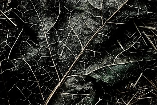 Free Leaf Black And White photo and picture