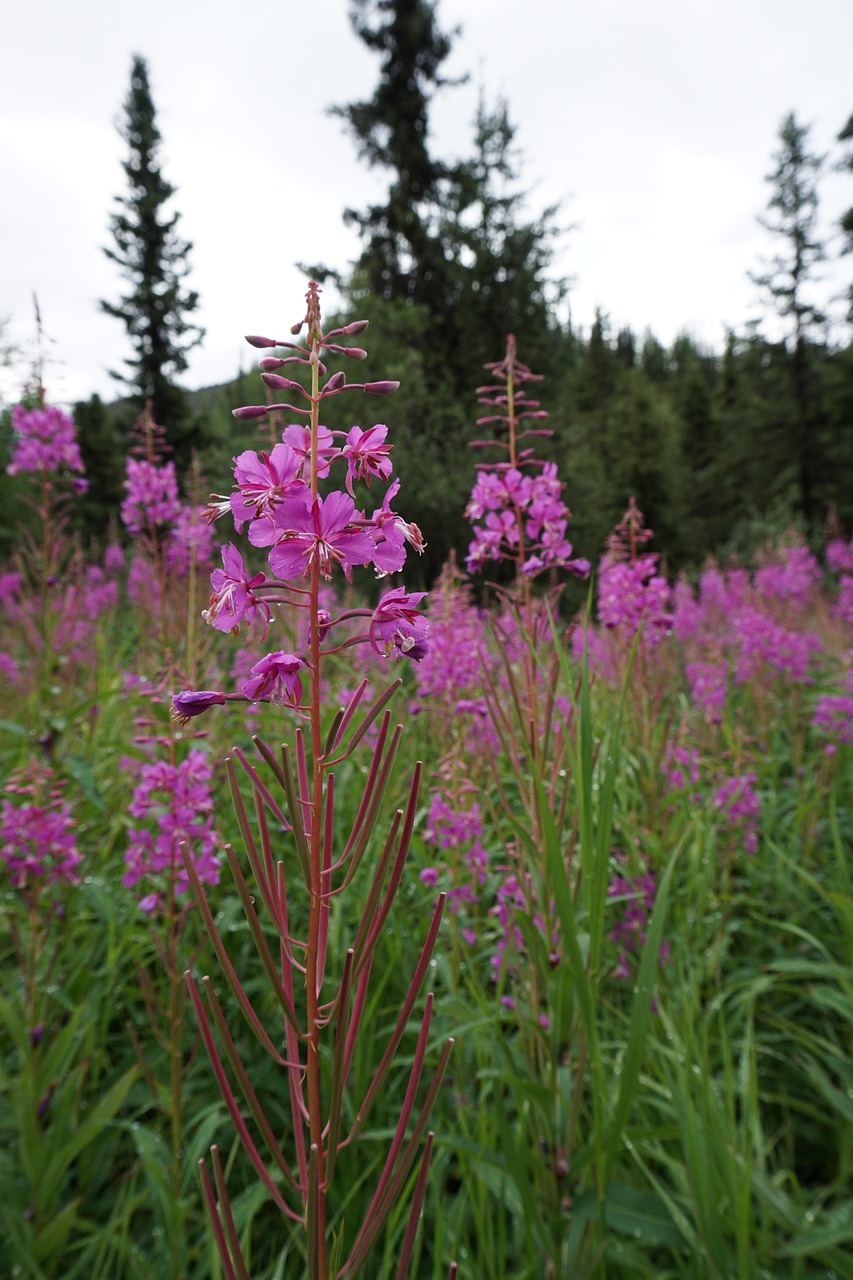 Flowers Alaska Fireweed Free photo on Pixabay Pixabay
