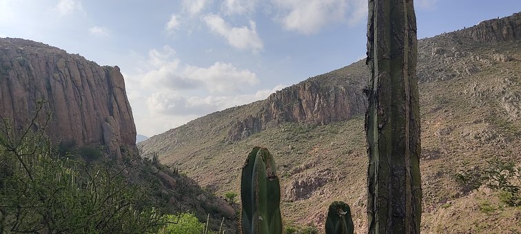 Free Nature Cactus photo and picture