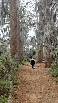 Free Path Walk photo and picture