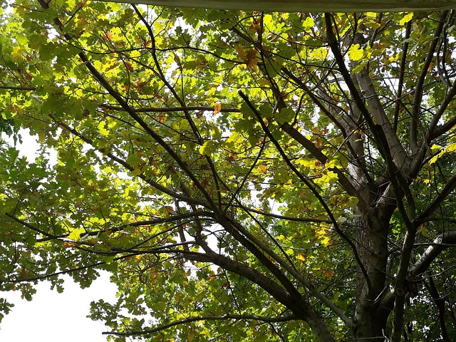 Free Tree Spring photo and picture