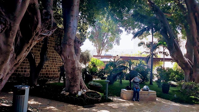 Free Acre Israel photo and picture