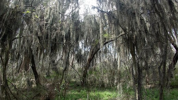 Free Trees Forest photo and picture