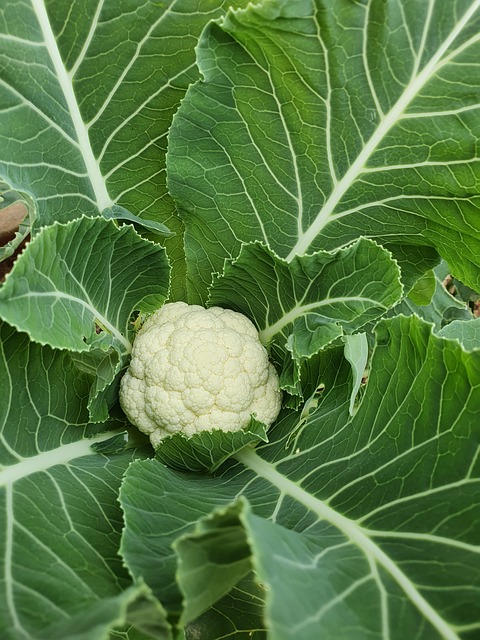 Coliflower Vegetables Vegan - Free photo on Pixabay - Pixabay