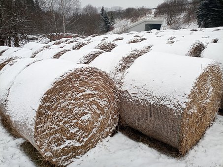 Free Hay Straw photo and picture