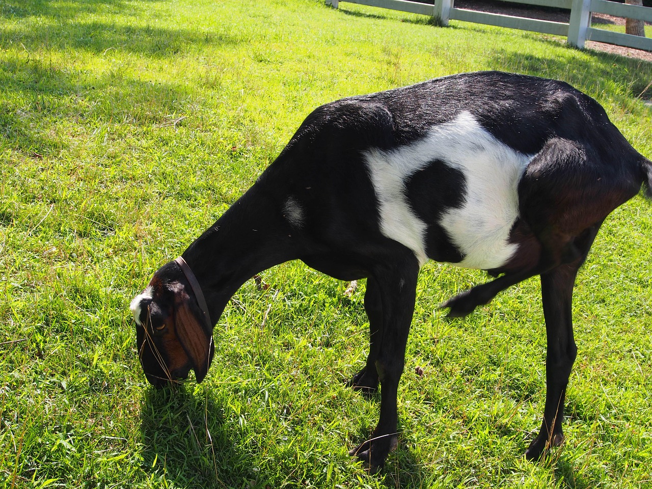 Goat Graze Grass Free photo on Pixabay Pixabay