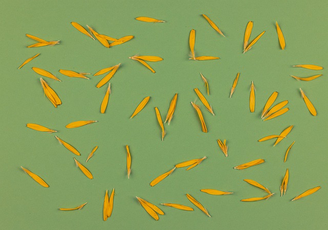 Free dried flower petals background illustration