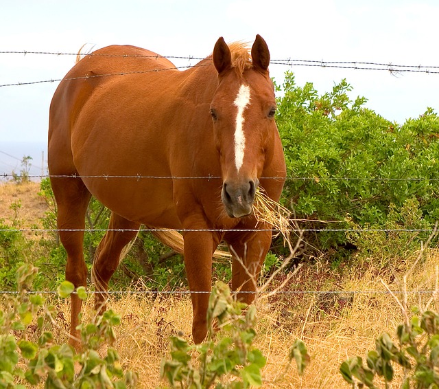 Free Horse Farm photo and picture