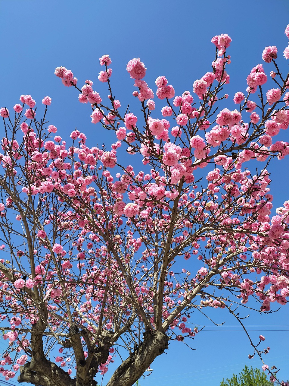 Tree Pink Spring - Free photo on Pixabay - Pixabay
