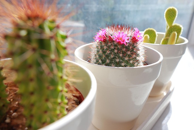 Free Cactus Cacti photo and picture