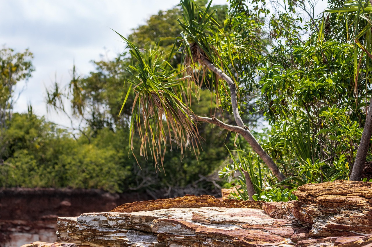 Cliff Rocks Trees - Free photo on Pixabay