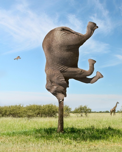 Tutorials, Elefant, Tiere, Afrika