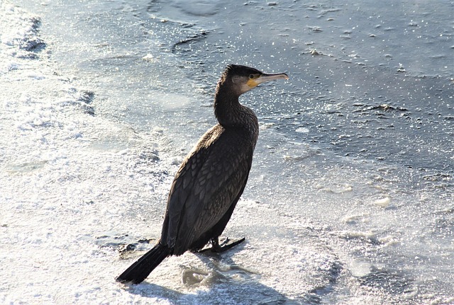 Free Bird Waterfowl photo and picture