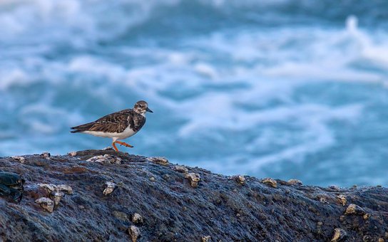 Free Bird Sea photo and picture