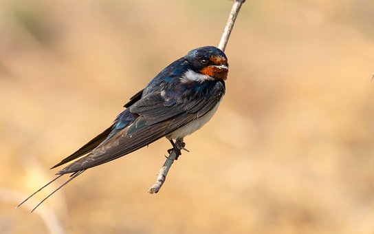 Free Bird Bird On Stick photo and picture