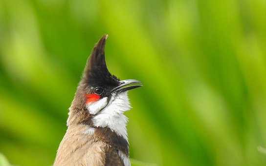 Free Bulbul Invasive photo and picture