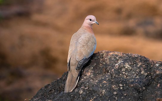 Free Dove Bird photo and picture