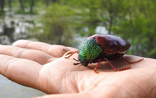Free Insect Beetle photo and picture