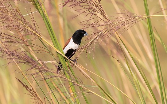 Free Nature Bird photo and picture