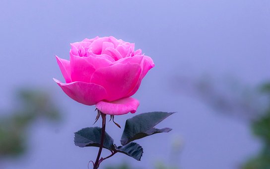Free Rose Flower photo and picture