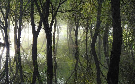 Free Tree Nature photo and picture