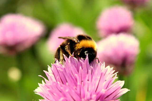 Free Bee Flower photo and picture
