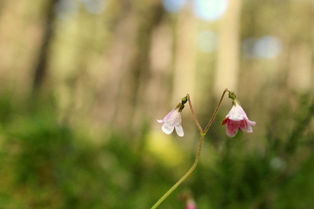 Free Forest Woods photo and picture
