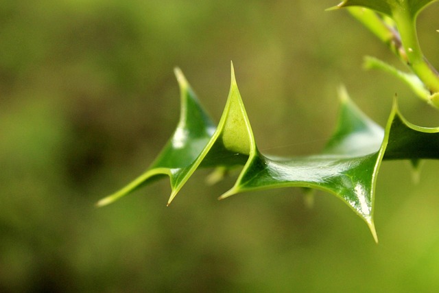 Free Holly Prickle photo and picture