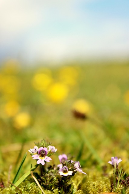 Free Meadow Flower photo and picture