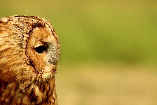 Free Owl Bird photo and picture