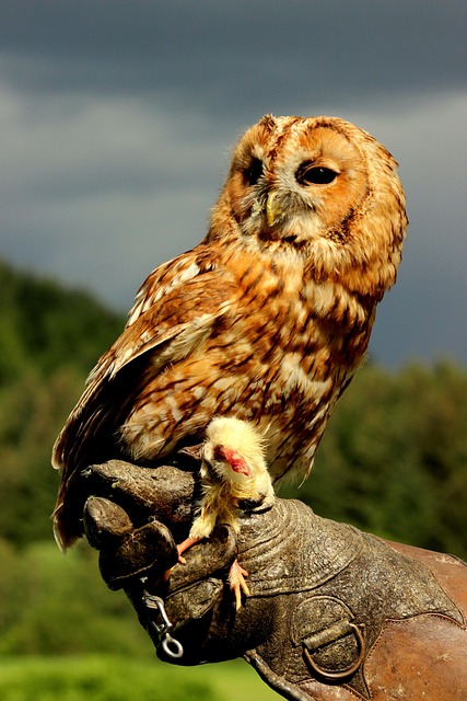 Free Owl Bird photo and picture