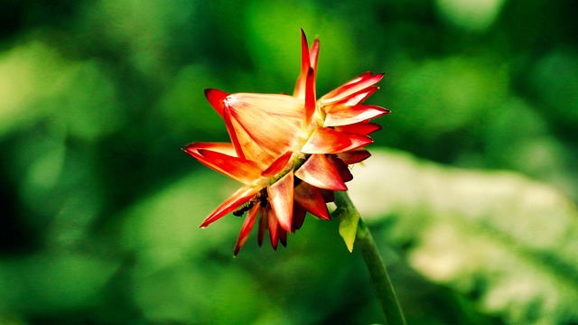 Free Flower Plant photo and picture