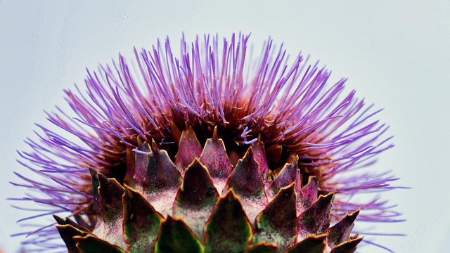 Free Nature Flower photo and picture
